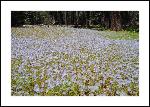 phaceliaexilis transverserangephacelia california sequoianationalforest kerncounty piutemountains claraville macemeadow 2017wildflowers 2017 wildflowers