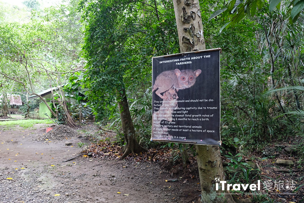菲律宾薄荷岛眼镜猴保育中心 Tarsier Sanctuary (2)