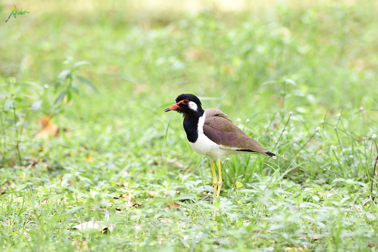 Red-wattled_Lapwing_0454