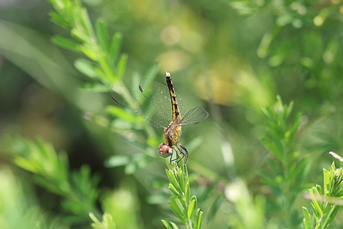 2017 anisoptera dragonfly erythrodiplax erythrodiplaxminuscula littlebluedragonlet nc odonata minuscula