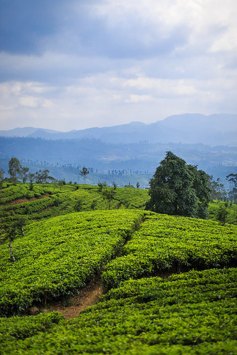 culturedethé voyage campagne 500pxcomsebmar nophotoshop asie landscape ciel vert flickrcomsebmar paysage srilanka couleursfroides bleu ©sébmar plantation