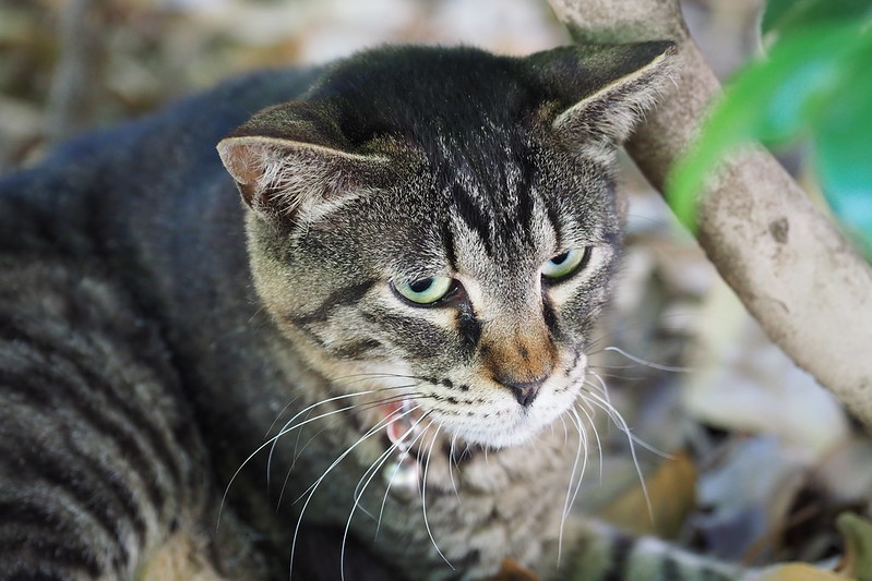 東池袋中央公園の猫。植え込みの中から様子を伺うキジボス。