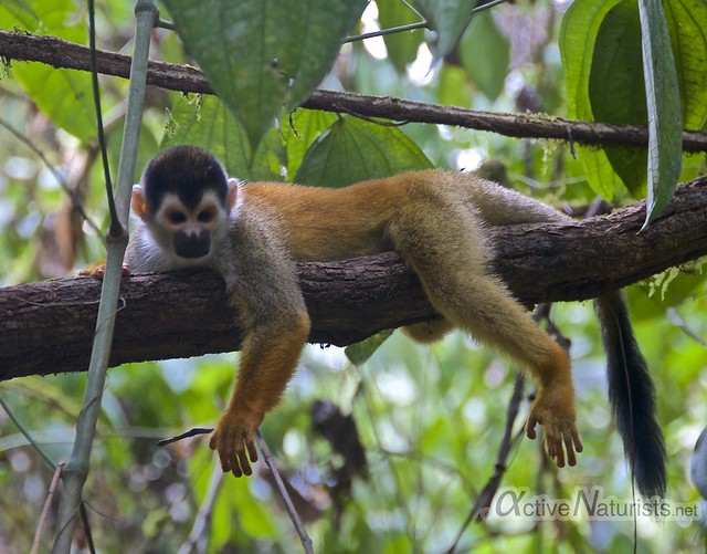 squirrel monkey 0002 Corcovado, Osa peninsula, Costa Rica