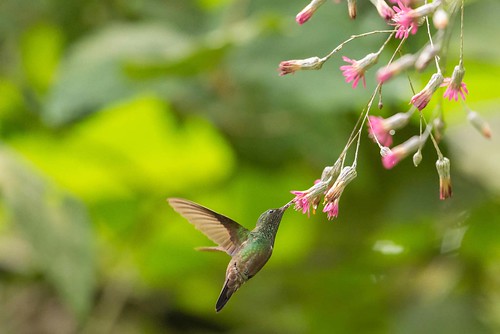 amaziliaviridigaster boyacà santamaría aves colibrí colombia hummingbird greenbellied