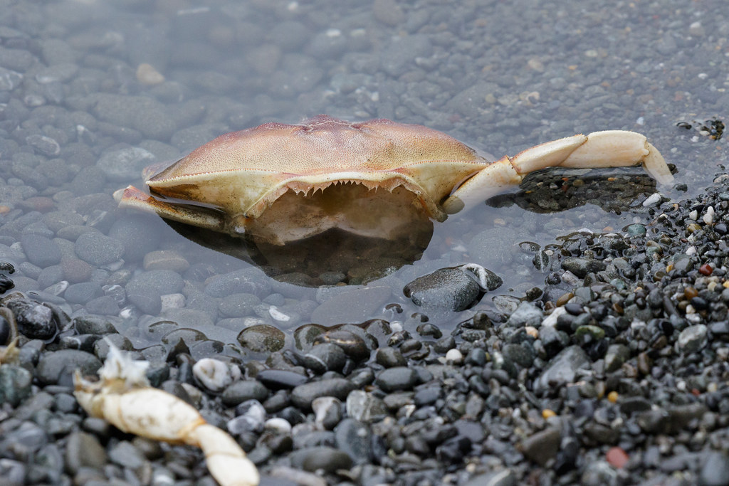 The shell of a red rock crab floats in a tidepool