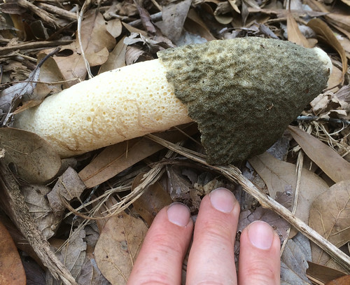 Mushroom Stinkhorn Phallus impudicus