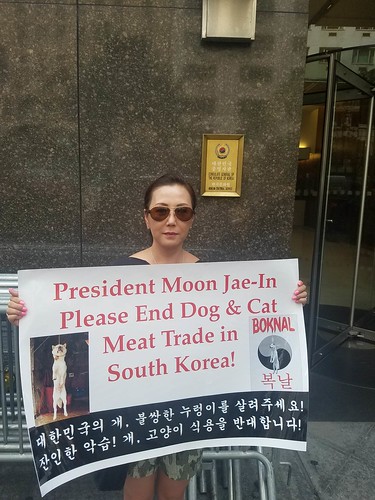 New York, South Korean Consulate General, ‘Boknal’ Demonstration for the South Korean Dogs and Cats (Day 1) – July 12, 2017 Organized by The Animals' Battalion