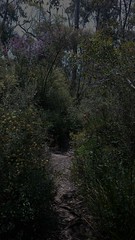 Trail to the Granite Skywalk (4)