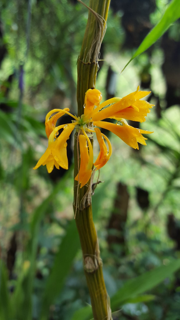 Dendrobium tiongii