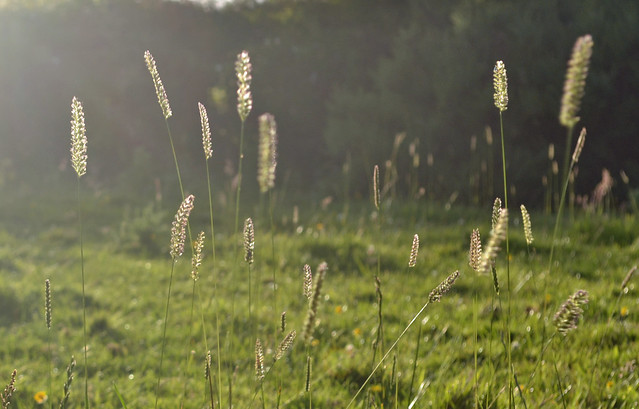grass heads in the evening sun