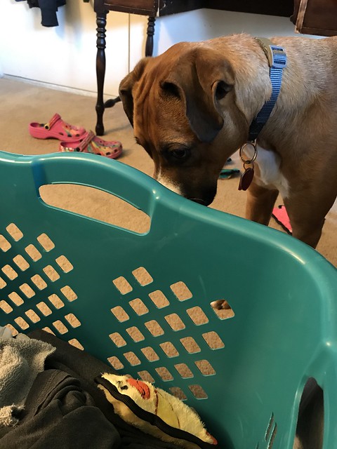 Helping with Laundry