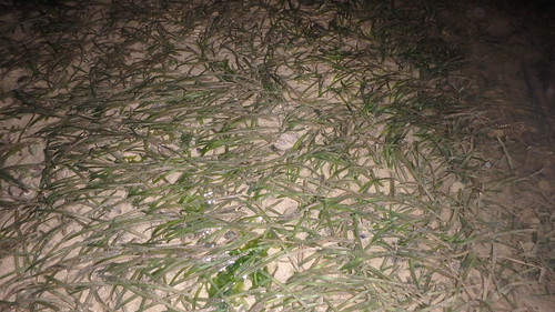 Spoon seagrass (Halophila ovalis) and Needle seagrass (Halodule sp.)