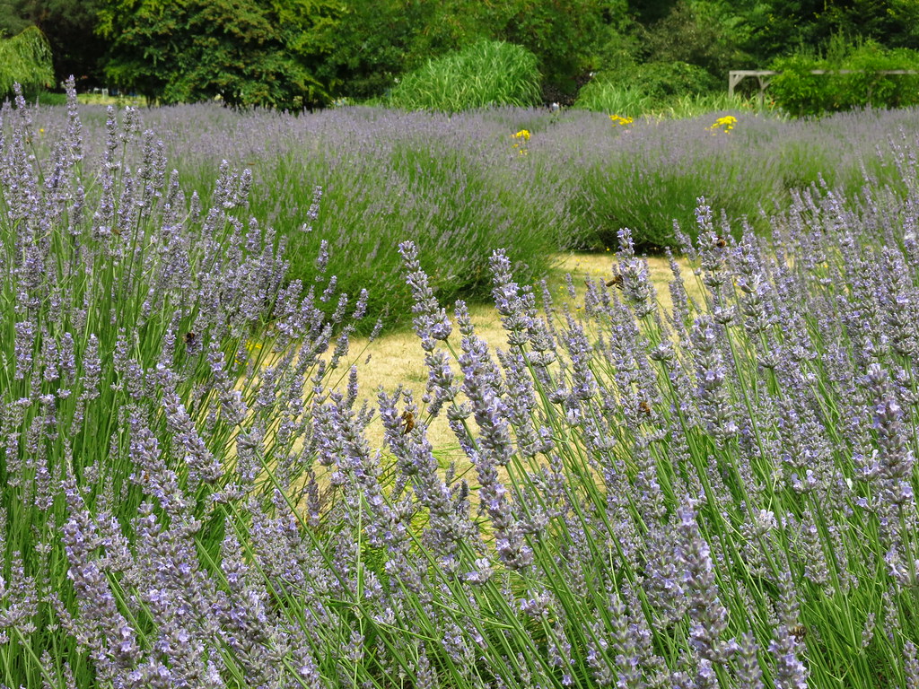 Vauxhall Park Lavender Garden