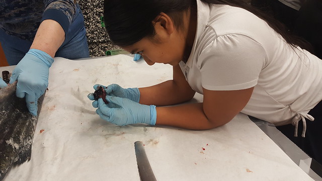 Salmon dissection 2017
