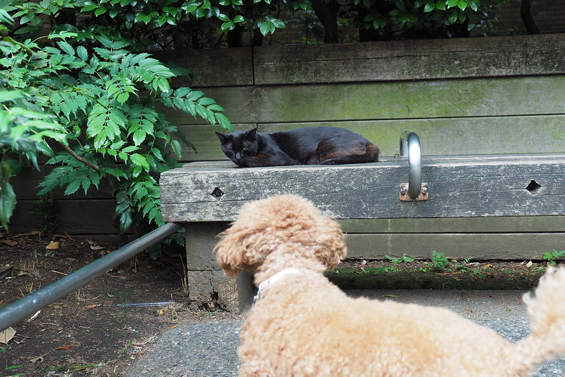 東池袋中央公園の猫。公園裏側の黒猫とうちの小春さん。