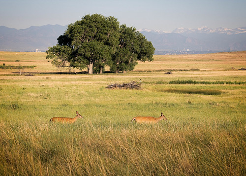 deer colorado outdoors rockymountainarsenal landscape summer places prairie commercecity unitedstates us