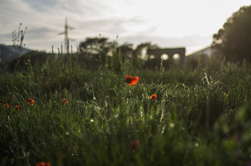 pentax k5 spring 2017 green red light countryside lazio italy colors meadow field perspective outdoor depthoffield plant smcpentaxm50mmf17 grass poppy bokeh evening wheat landscape aqueduct stefanorugolo