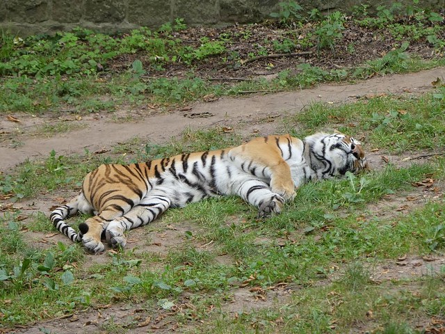 Sibirischer Tiger, Zoo Landau