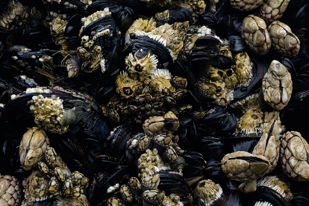 Mussels and barnacles live crowded together in a tide pool at Enderts Beach in Jedediah Smith Redwoods State Park in California