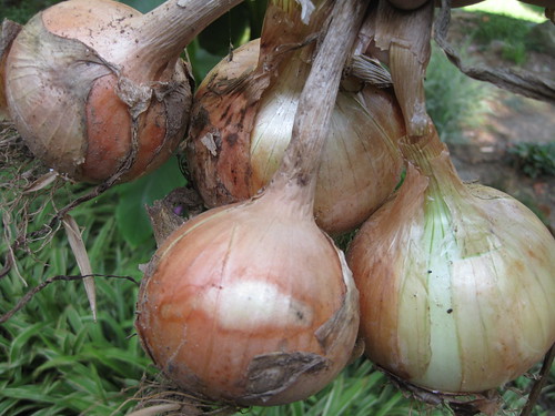 Allium cepa Onion summer 09 (2)