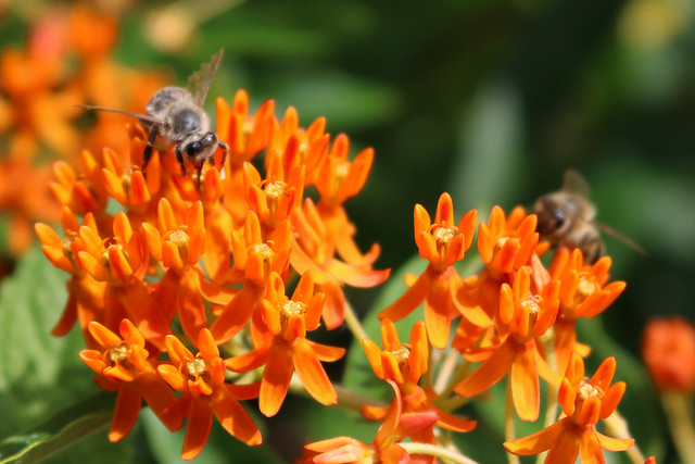 closeup of dark orange, with a honeybee in focus facing down on the left and an out-of-focus honeybee further back on the right