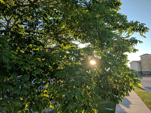 sunset sun trees justinleearn arnenterprizes peekaboo