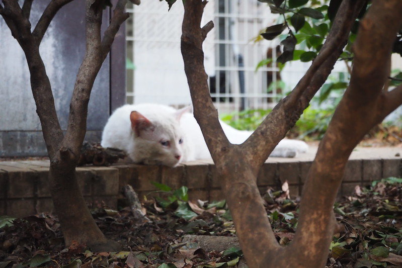 池袋駅前公園の猫。木陰でお休み中な白