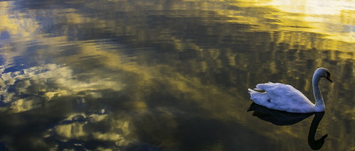 swan sunset water reflections nikond5200 chriswillis3