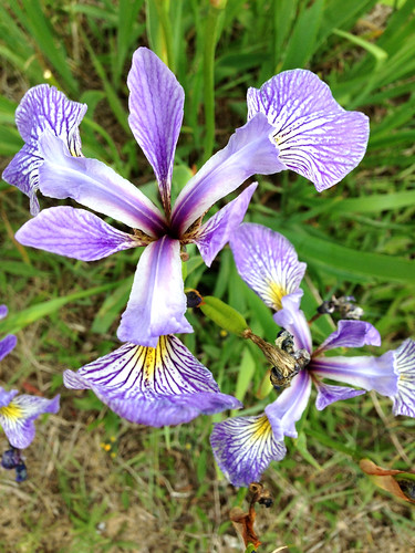 sandbar provincialpark ontario wild iris flower