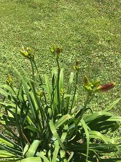 Flower Buds - Sunday July 2, 2017