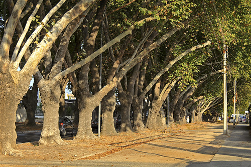limache chile v región centro zona ciudad otoñal otoño arboles árbol hojas secas paisaje landscape tree autumn