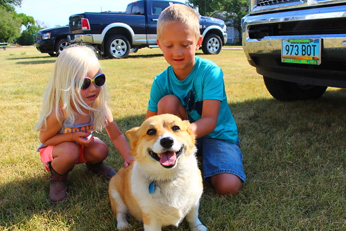 Cotton, Uncle Steve's dog, getting some love from the Lundeen Harvesting kids.