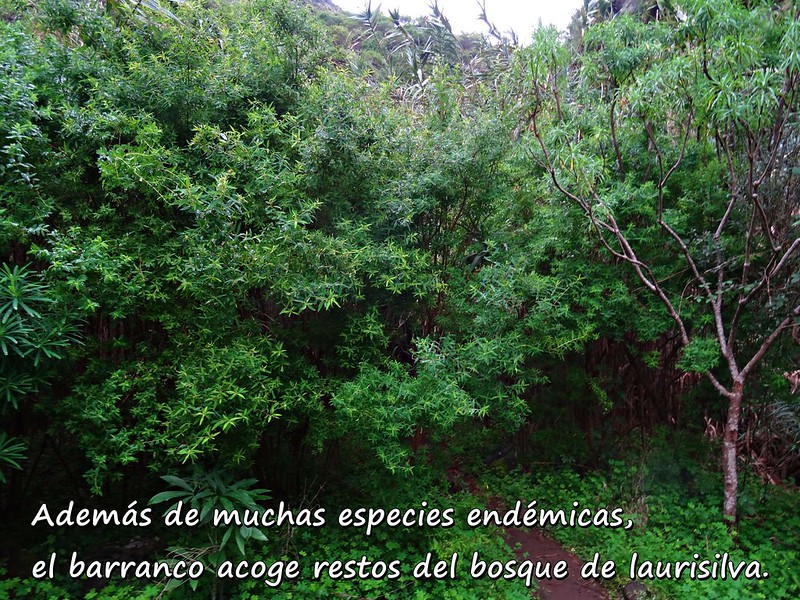 13 Bosque de laurisilva