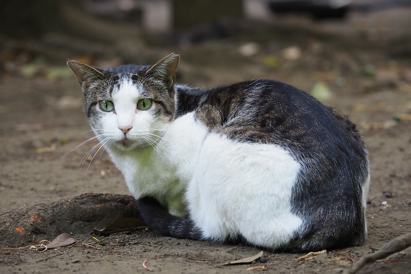 東池袋中央公園の猫。日陰でお休み中の白キジ。
