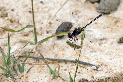 ghana greateraccra tema arthropoda insecta odonata libellulidae
