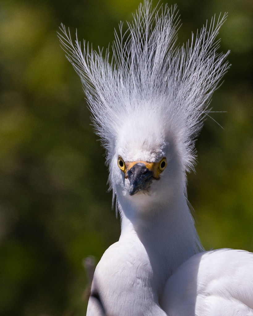 Snowy Egret, bad hair day