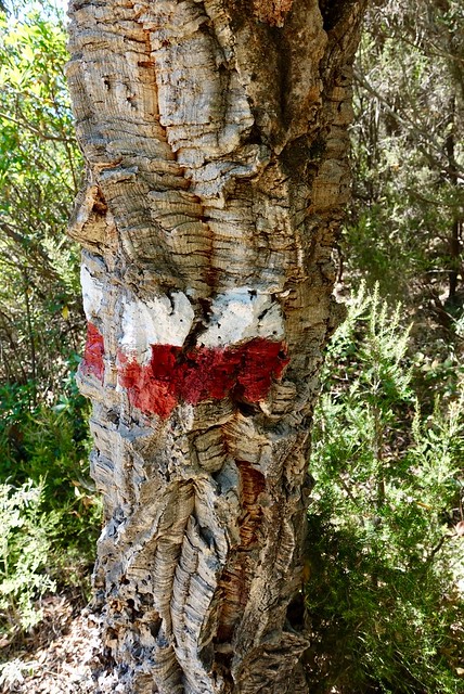 GR20 marking on a cork oak