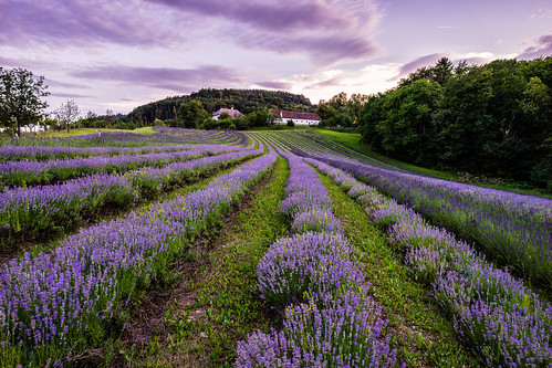 a7ii blumenundpflanzen kitzeck landschaft sony styria carlzeisslens goldenhour ilce7m2 landscape lavendel loxia21mm loxia2821 outdoor purple zeisslens lavender fields