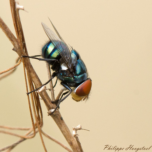ghana greateraccra tema arthropoda insecta