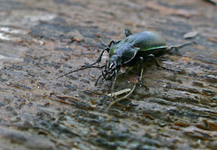 Ground Beetle (Carabus violaceus purpurascens) - Photo of Lacombe