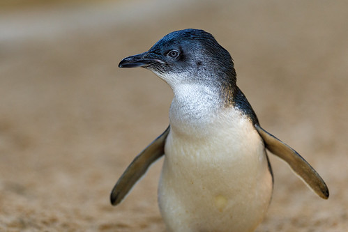 Profile of a Little Penguin