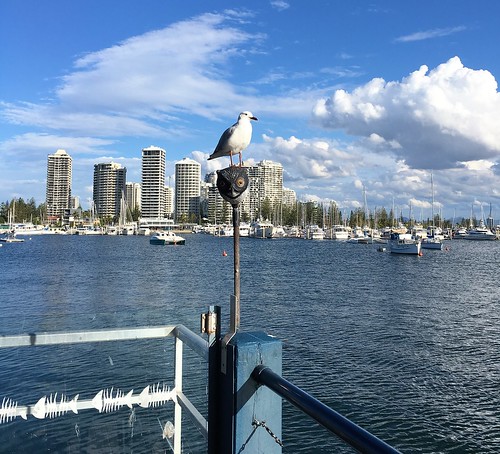 fishermanswharf thespit goldcoast southport queensland cafe restaurant australia seagull