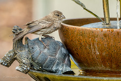 Young House Finch