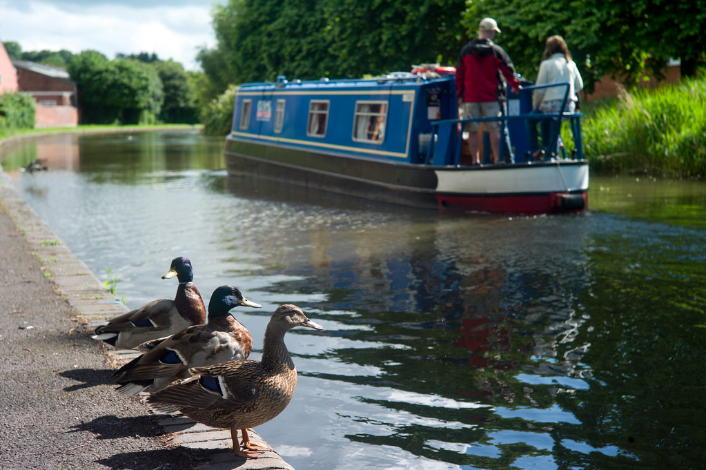 Ducks & Boat