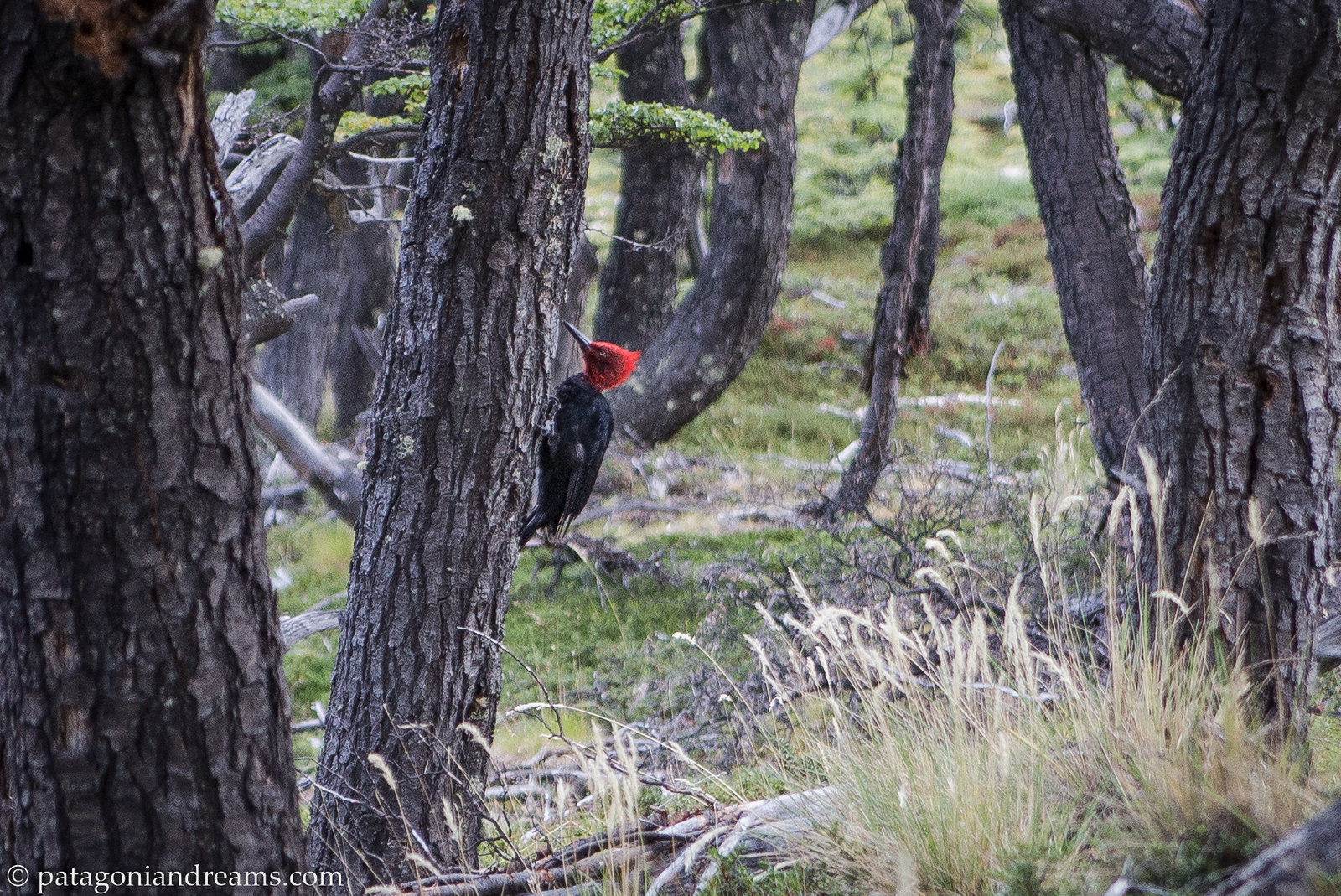 Magellanic woodpecker on a lenga tree next to our tent, Laguna Capri, day 4, NP Los Glaciares, Patagonia, Argentina.