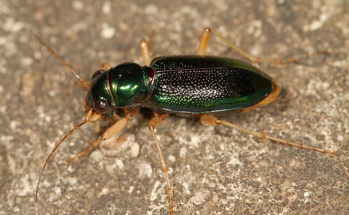 insect beetle coleoptera carabidae tetracha tetrachavirginica megacephala megacephalavirginica tigerbeetle virginiametallictigerbeetle northcarolina piedmont sigma150mmexdgf28macro