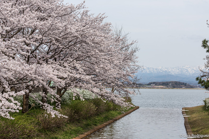 Katayamazu Onsen y los Alpes Japoneses, en el itinerario de cerezos en flor