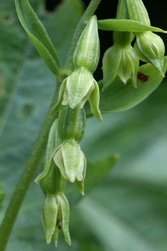 Green Flowered Helleborine Epipactis phyllanthes
