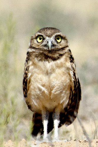 owl newmexico burrowingowls birds loslunas