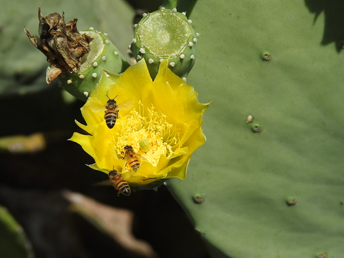 cactus flower cactusflower bees genus apis genusapis honey bee honeybee